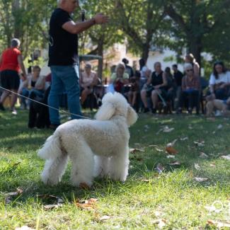 🐾 CANICHADA GRANADA 2025 | Parque de San Sebastián  
  
Ogíjares se llenó ayer de simpatía, alegría y muchos ladridos con la Canichada Granada 202...